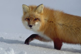 93-fox.jpg