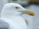 Seagull