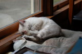 Sill Sleeping