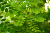 Plantlife in the Biomes