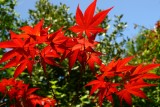 Red Acer