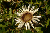 Carlina acaulis, or silver thistle, near Stierreg