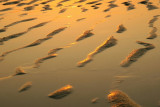 Abstract (sand ripples at sunset)