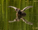 Grbe  bec bigarr / Pied-billed Grebe