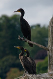 Cormoran  aigrettes / Double-Crested Cormoran
