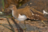 Common Sandpiper