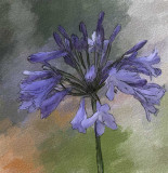 Single Flower by Leslie Arnold  - Sept 2007