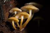 Mycena