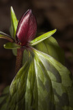 Prairie Trillium