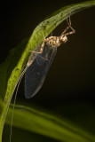 Mayfly