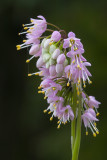 Nodding Onion