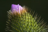 Young Thistle