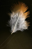 Feather and Web