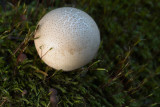 Puffball and Sporophytes