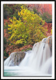 Tree and Falls