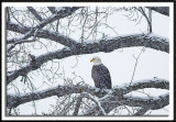 Snowy Perch