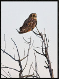 Short-Eared Owl Perched