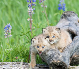 Playful Lynx Kittens