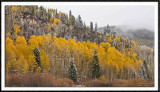 The Aspens Last Stand