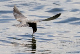 Guifette noire / Black Tern