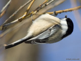 Msange  tte noire / Black-capped Chickadee