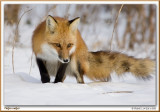 Renard roux / Red Fox