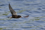 Guifette noire / Black Tern