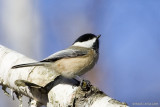 Msange  tte noire / Black-capped Chickadee