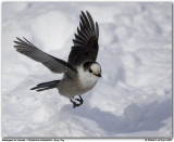 Msangeai du Canada / Gray Jay