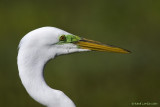 Grande aigrette / Great Egret