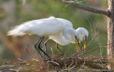 Grandes aigrettes / Great Egrets