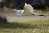 Grande aigrette / Great Egret