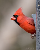 Cardinal rouge / Northern Cardinal