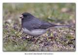 Junco ardois / Dark-eyed Junco