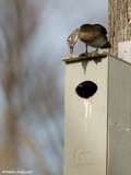 Canard branchu / Wood Duck