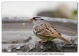 Bruant  couronne blanche / White-crowned Sparrow