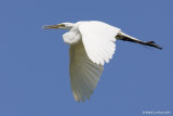 Grande aigrette / Great Egret