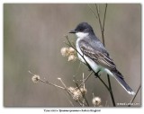 Tyran tritri / Eastern Kingbird