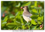 Jaseur dAmrique / Cedar Waxwing