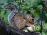 cureuil content / Happy Squirrel