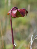Sarracnie pourpre / Purple pitcherplant