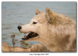 Loup blanc / Arctic Wolf
