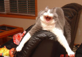wildcat.jpg