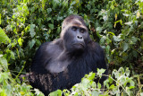 Eastern Lowland Gorilla / Gorille des plaine de lEst