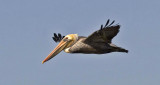pelican 1. bolsa chica