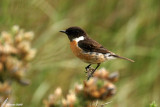 Common Stonechat / Tarier pâtre (Saxicola torquatus)
