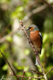 Common Chaffinch / Pinson des arbres (Fringilla coelebs)