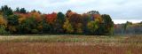 field of colors