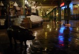 pig at market