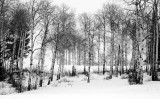 black and white forest